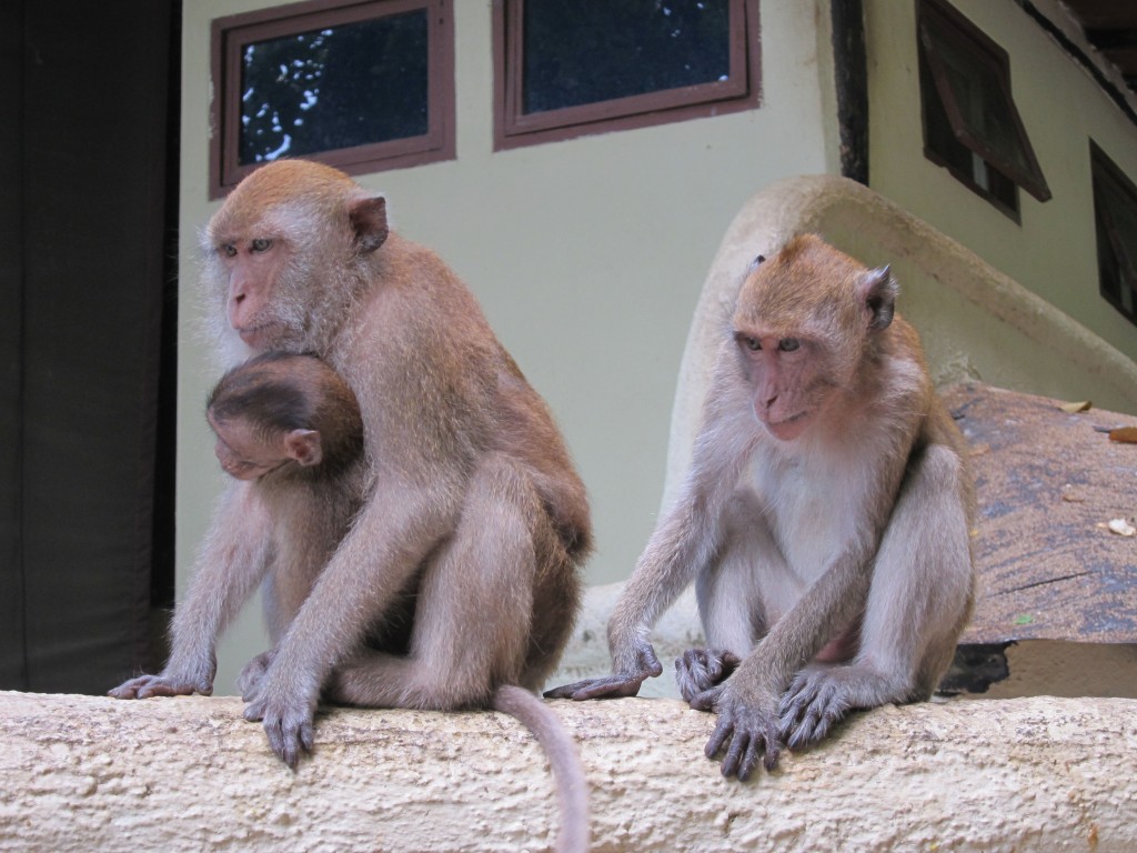 Monkeys at Phra Nang beach